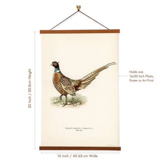 Ring-necked Pheasant Art Print by The von Wright Brothers