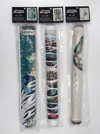 Ring-necked Pheasant Art Print by The von Wright Brothers