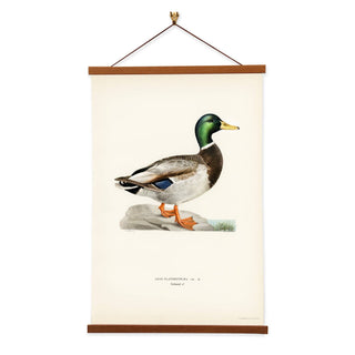 Von Wright Brothers Mallard Duck Art Print