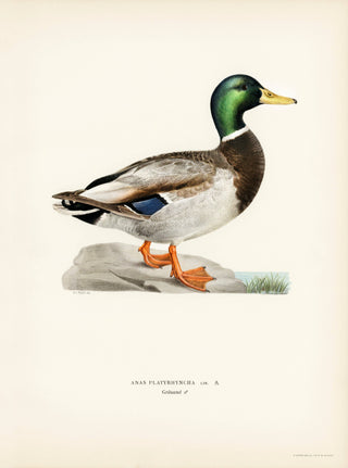 Von Wright Brothers Mallard Duck Art Print