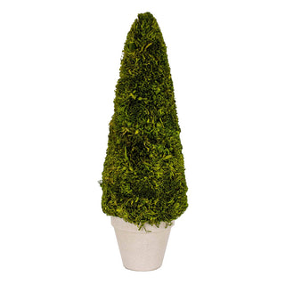 Boxwood Tree   Green   4x15.75x4