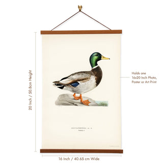 Von Wright Brothers Mallard Duck Art Print