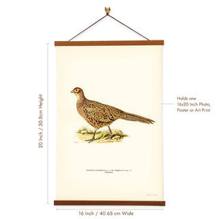 Von Wright Brothers Pheasant Art Print