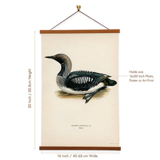 Black-throated Loon Art Print Banner