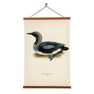 Black-throated Loon Art Print Banner