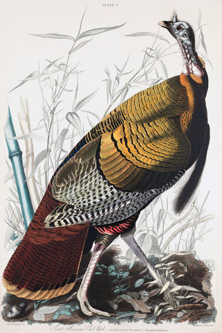 James Audubon Turkey Art Print