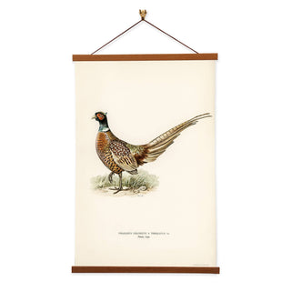 Ring-necked Pheasant Art Print by The von Wright Brothers
