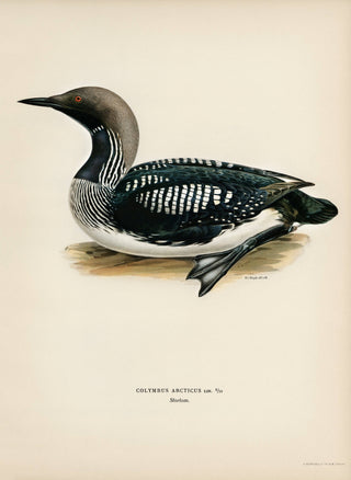 Black-throated Loon Art Print Banner