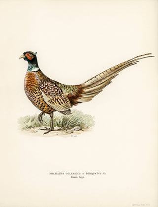 Ring-necked Pheasant Art Print by The von Wright Brothers